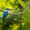 Lednacek promenlivy - Todiramphus chloris - Collared Kingfisher o0779